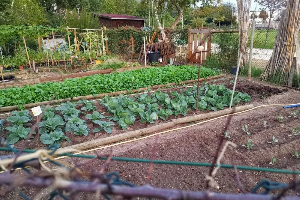 Czy mączka bazaltowa niszczy mszyce? Naturalny sposób na ochronę roślin