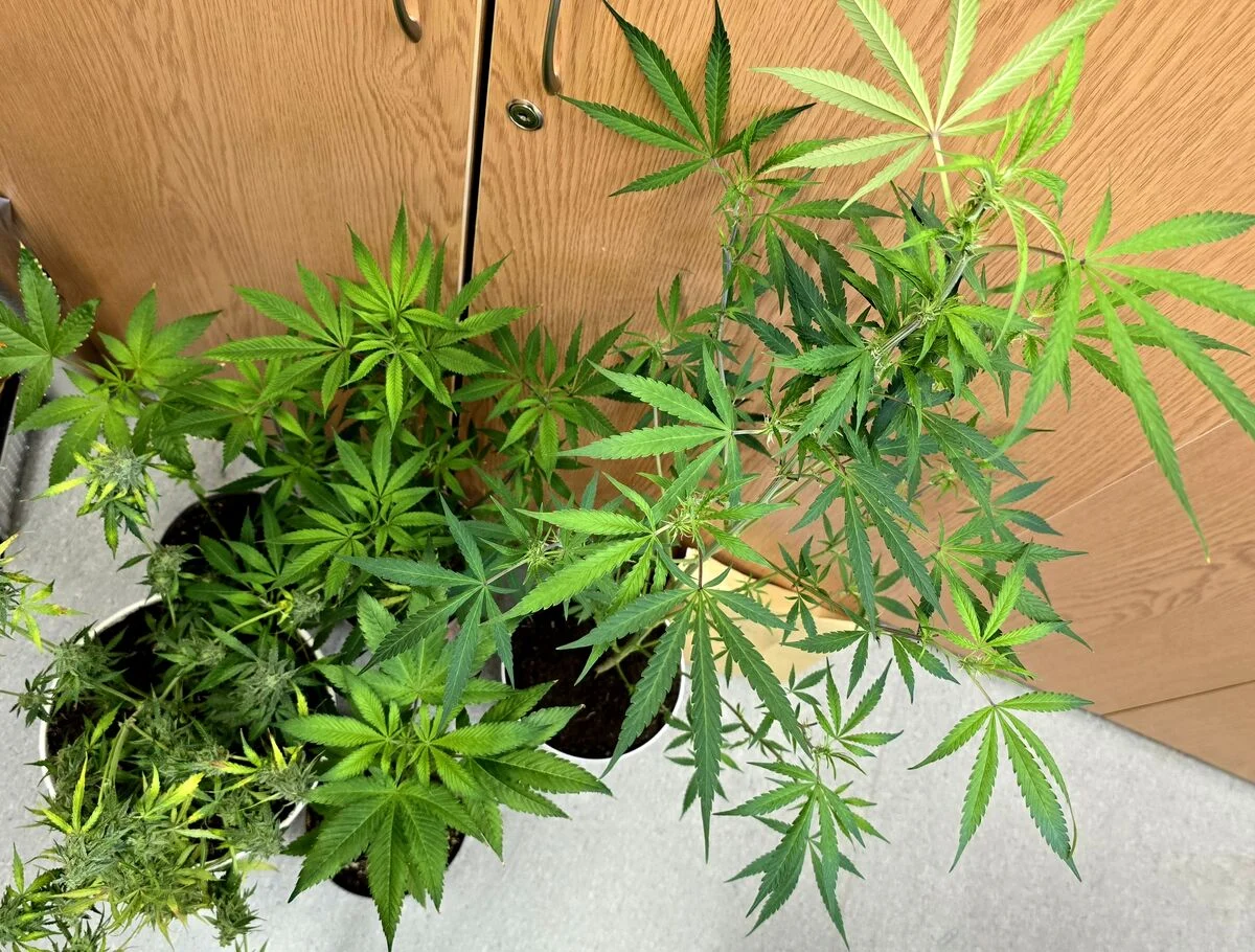 Bytom: 31-latek zatrzymany za uprawę konopi. Mężczyźnie grozi do 10 lat więzienia