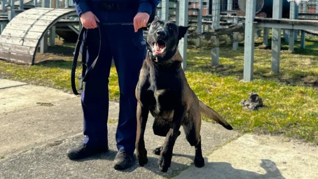 Zbój – nowy czworonożny funkcjonariusz w zabrzańskiej Policji