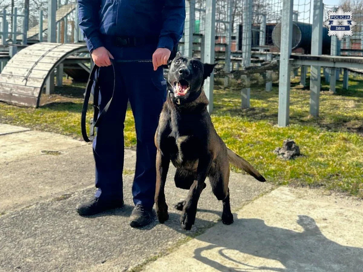 Zbój – nowy czworonożny funkcjonariusz w zabrzańskiej Policji