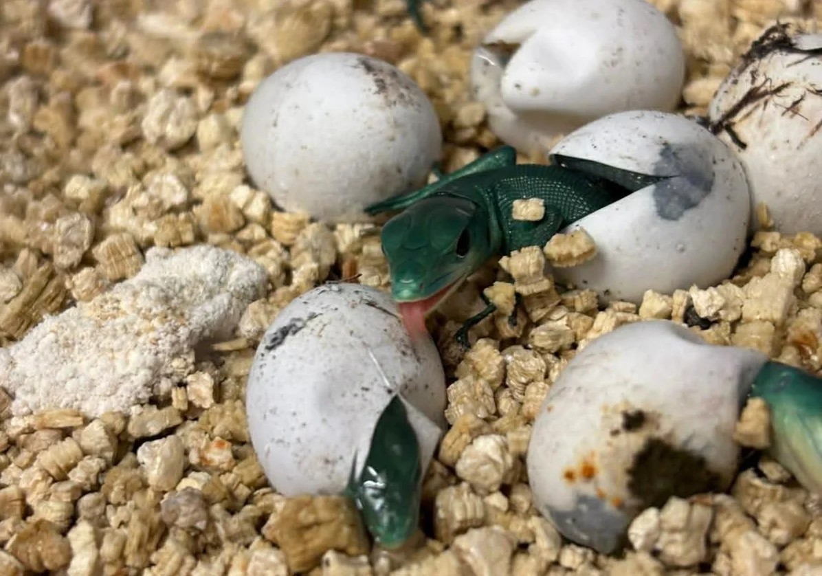 Nowi mieszkańcy zoo w Chorzowie! Wykluły się malutkie jaszczurki szmaragdowe