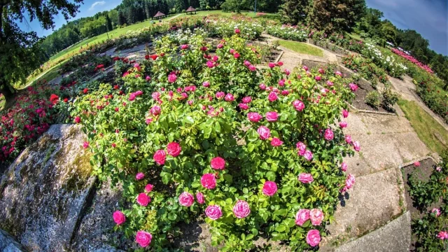 Modernizacja Rosarium w Parku Śląskim. Obiekt nieczynny do odwołania