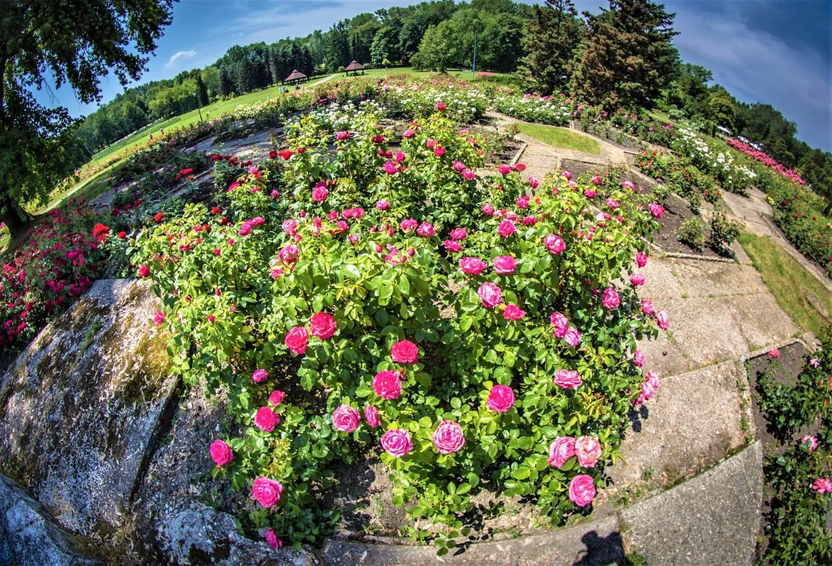 Modernizacja Rosarium w Parku Śląskim. Obiekt nieczynny do odwołania