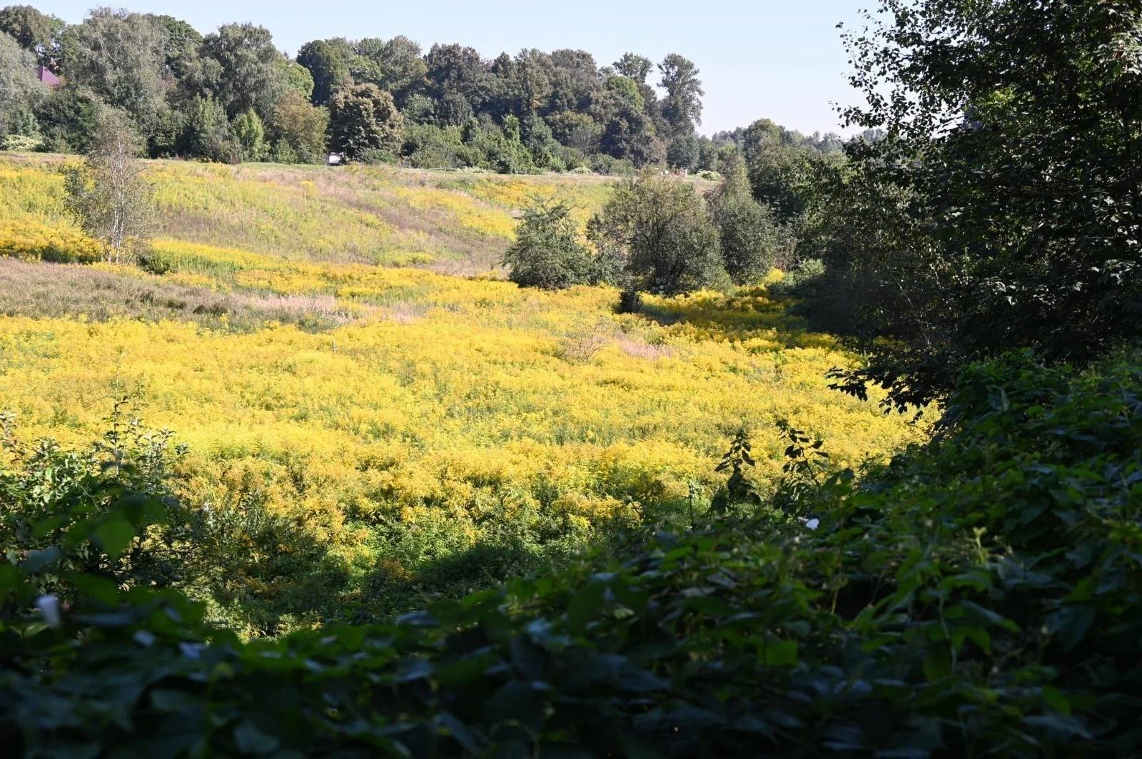 Dolina Bytomki zyska nowe życie. Rusza przygotowanie dużej inwestycji w Rudzie Śląskiej