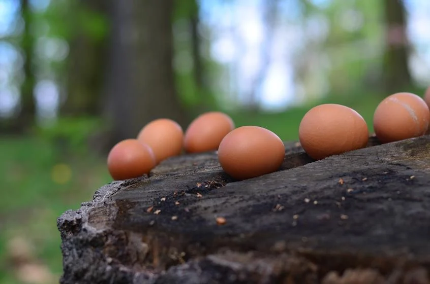 Orzeskie Szukanie Zajączka wraca do parku na Górce św. Wawrzyńca