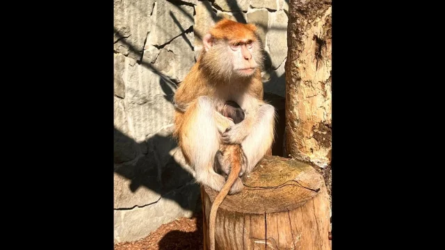 Nowy mieszkaniec Śląskiego Zoo. Urodził się mały patas