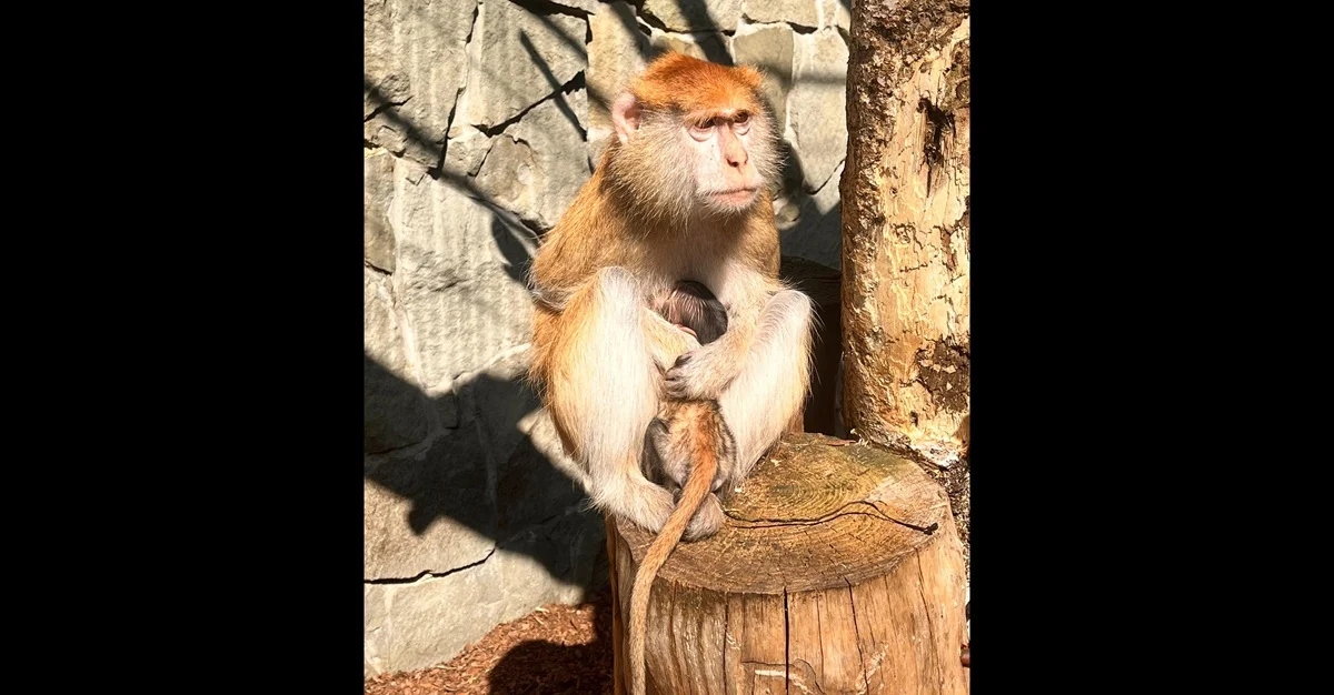 Nowy mieszkaniec Śląskiego Zoo. Urodził się mały patas