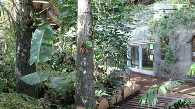 Rośliny w pawilonie lasu deszczowego przechodzą trudniejszy okres. Śląskie Zoo tłumaczy dlaczego