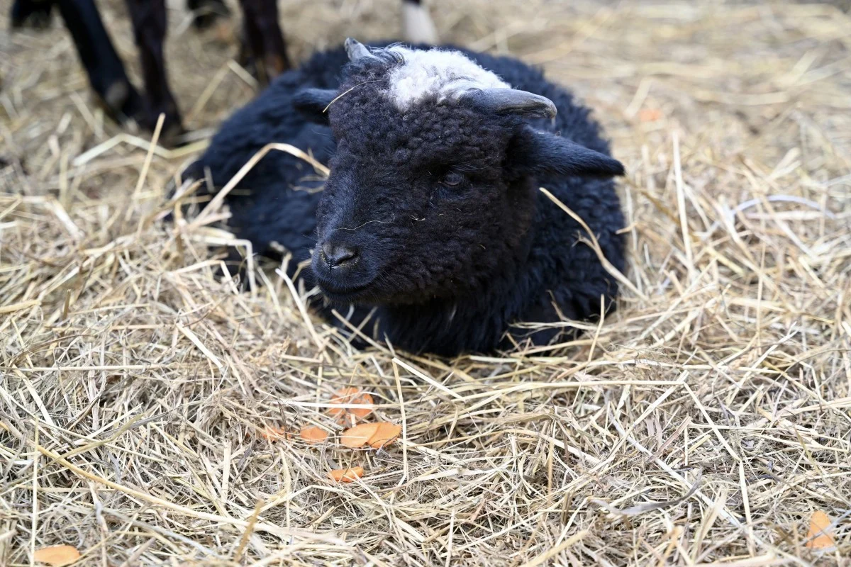 Wielkanocny Jarmark na Bocznej w Chorzowie za nami. Było rodzinnie i świątecznie / fot. UM Chorzów