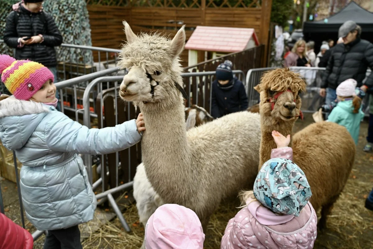 Wielkanocny Jarmark na Bocznej w Chorzowie za nami. Było rodzinnie i świątecznie / fot. UM Chorzów