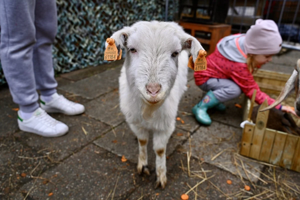 Wielkanocny Jarmark na Bocznej w Chorzowie za nami. Było rodzinnie i świątecznie / fot. UM Chorzów
