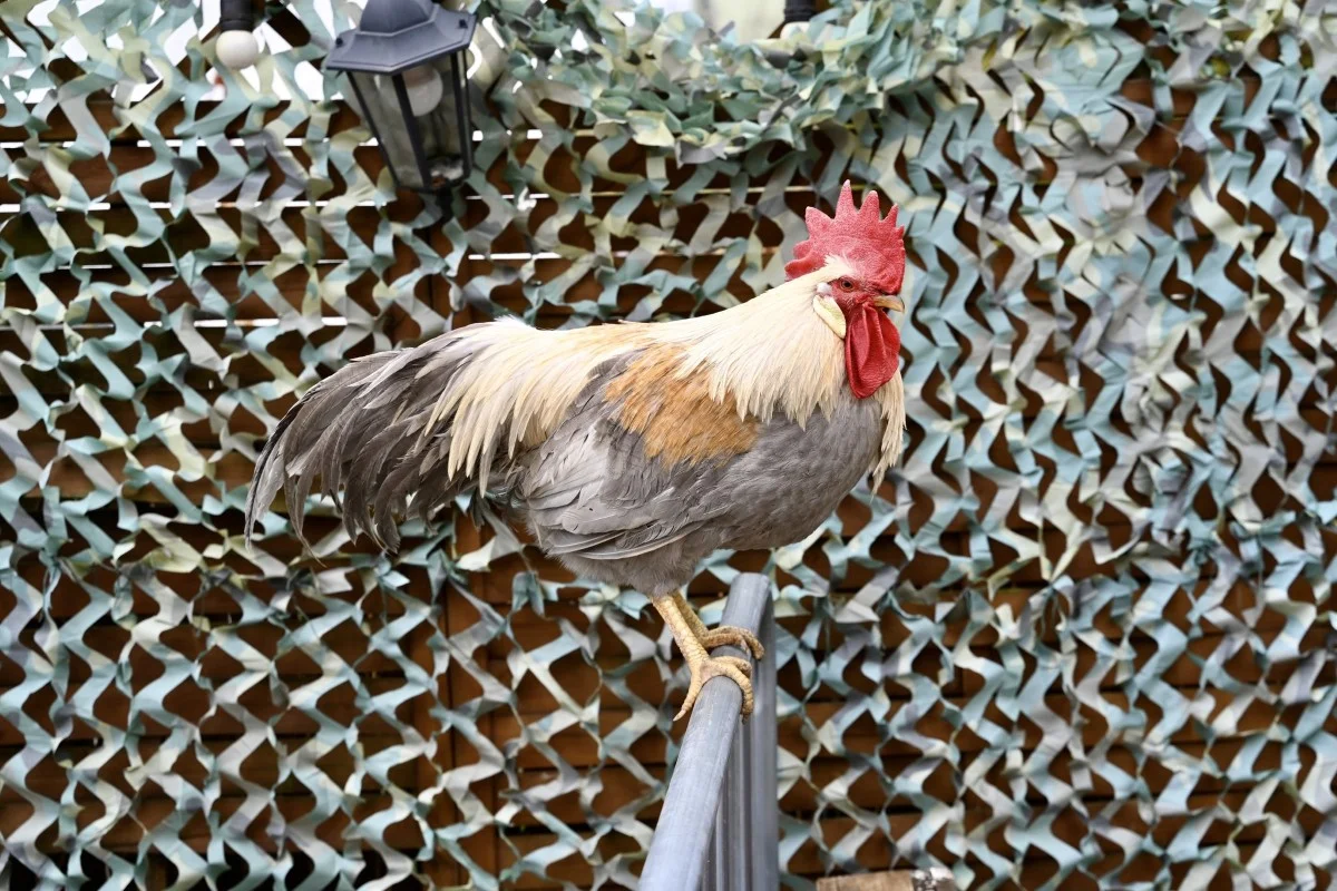 Wielkanocny Jarmark na Bocznej w Chorzowie za nami. Było rodzinnie i świątecznie / fot. UM Chorzów