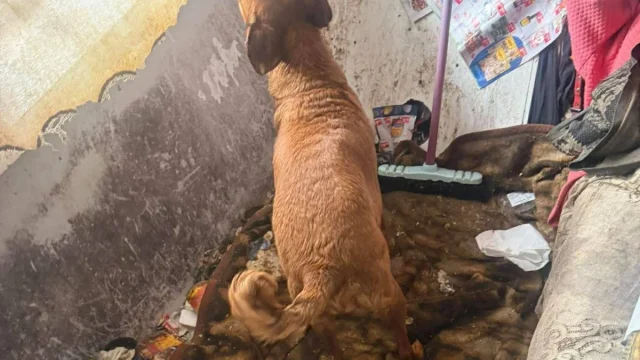 TOZ Katowice: wstrząsające warunki w mieszkaniu w Sosnowcu. Zwierzę trafiło do schroniska