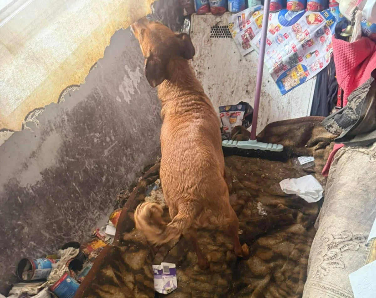 TOZ Katowice: wstrząsające warunki w mieszkaniu w Sosnowcu. Zwierzę trafiło do schroniska