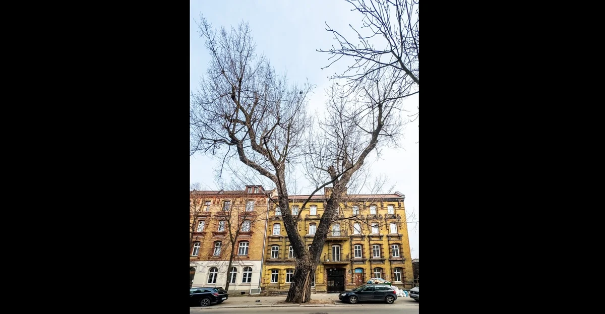 Próba obciążeniowa drzewa przy ul. Piłsudskiego 21. Będą utrudnienia w ruchu drogowym