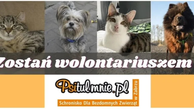 Schronisko PSITULMNIE szuka wolontariuszy. Nabór trwa tylko do 14 marca