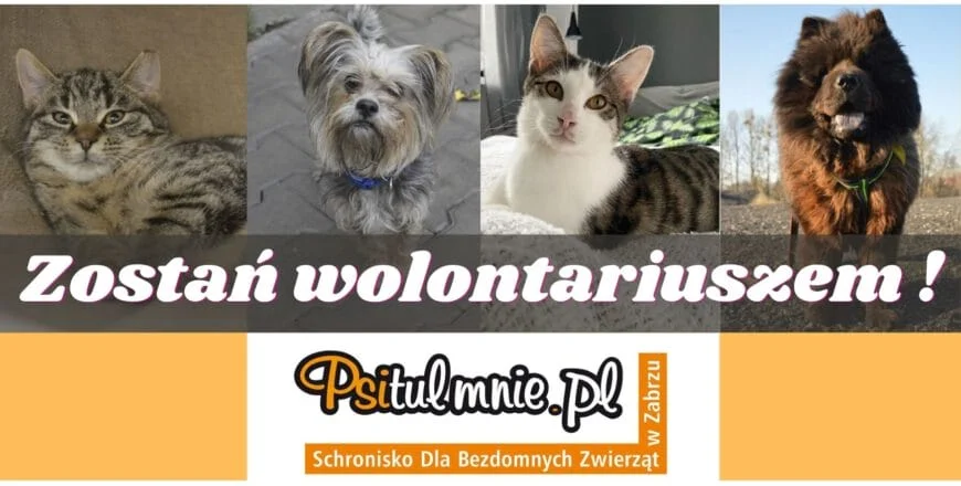 Schronisko PSITULMNIE szuka wolontariuszy. Nabór trwa tylko do 14 marca