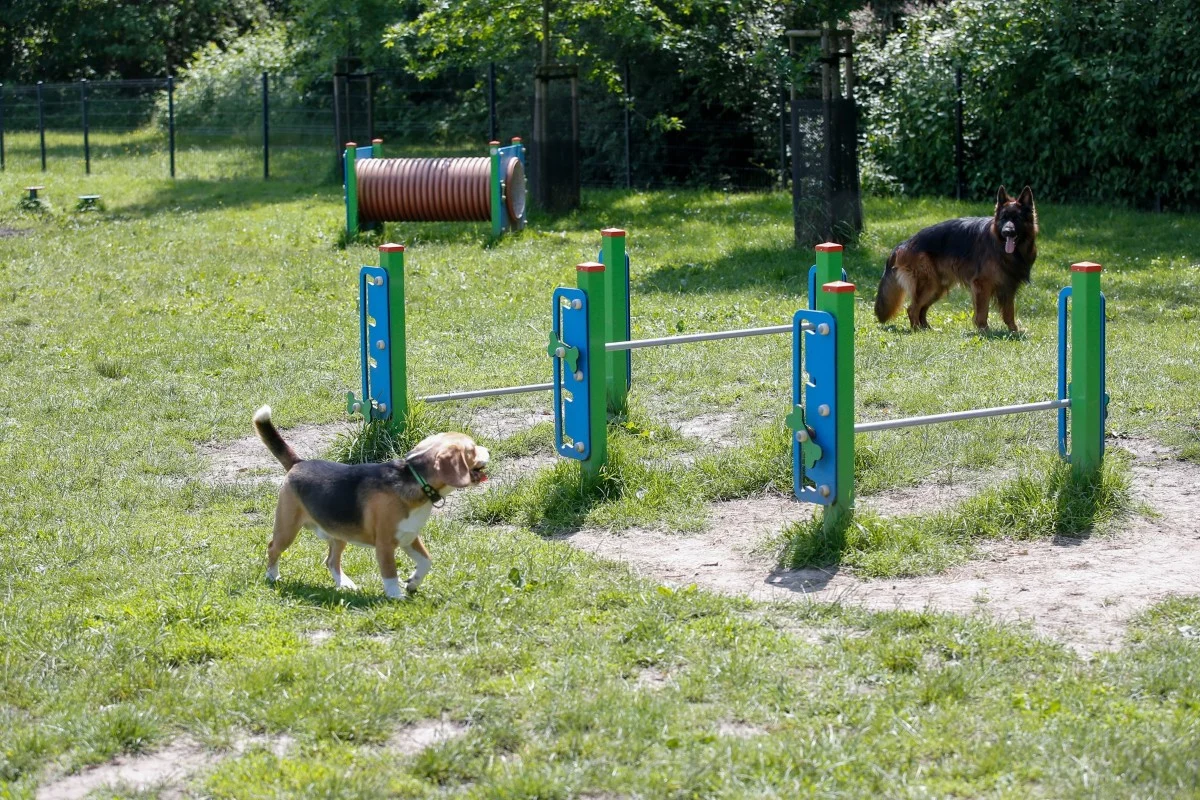 Katowice budują wybieg dla psów przy ul. Zaopusta. Inwestycja za 116 tys. zł