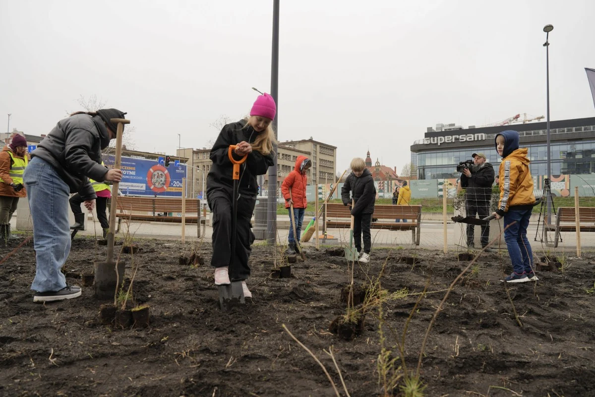 Katowice sadzą mikrolasy. Nowy las rośnie już w centrum miasta