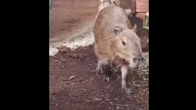 Kapibary w Śląskim ZOO! Papaja, Kiwi i Figa zamieszkały w Chorzowie