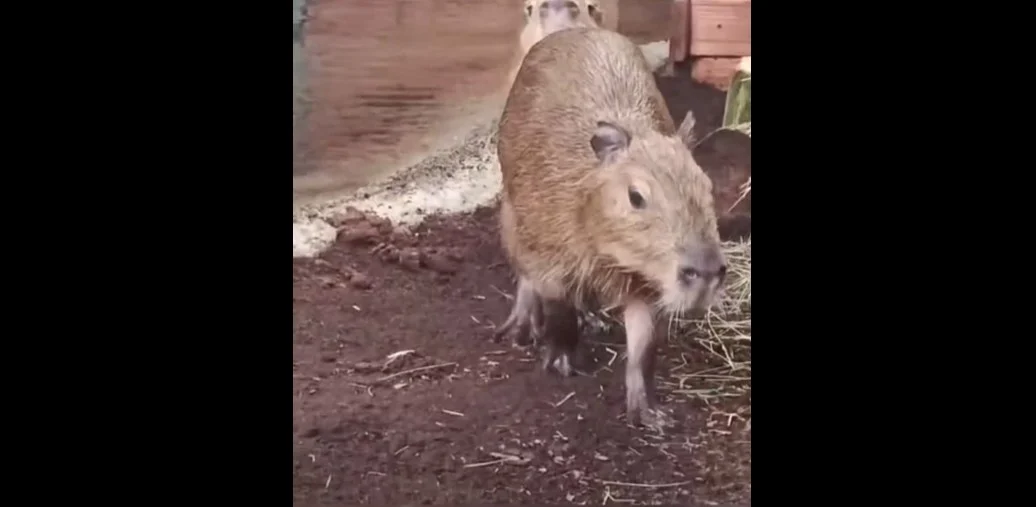 Kapibary w Śląskim ZOO! Papaja, Kiwi i Figa zamieszkały w Chorzowie