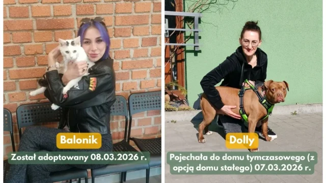 Kolejne adopcje w Faunie i pilne poszukiwania domu dla kotki!