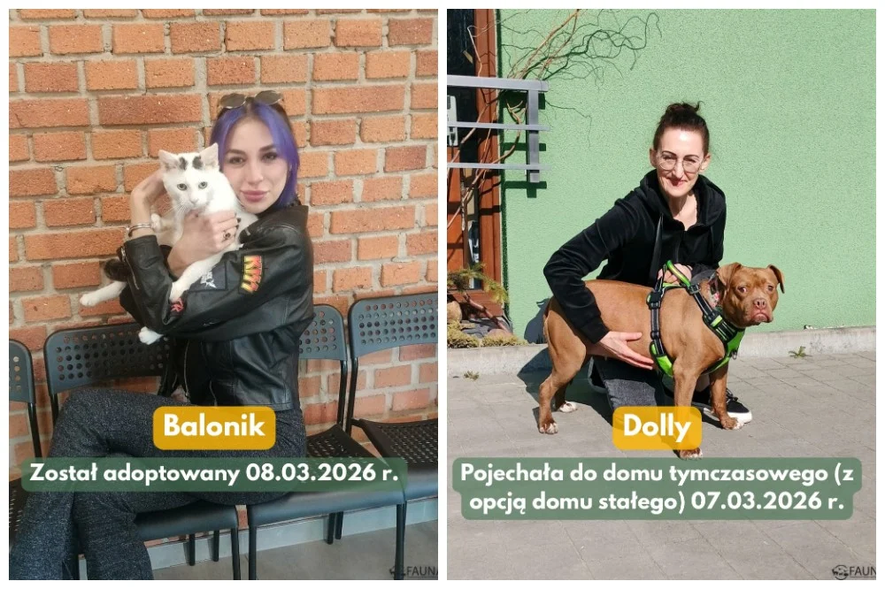 Kolejne adopcje w Faunie i pilne poszukiwania domu dla kotki!