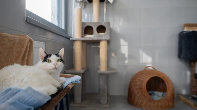 Tychy przeznaczą 1,69 mln zł na pomoc bezdomnym zwierzętom