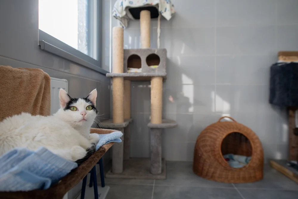 Tychy przeznaczą 1,69 mln zł na pomoc bezdomnym zwierzętom