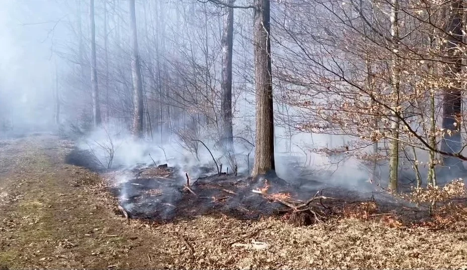 Pożar lasu w Orzeszu. Ogień objął około 20 hektarów młodnika