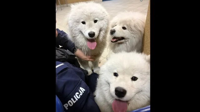 Mysłowicka policja ruszyła na pomoc trzem samojedom. Wróciły do domu tego samego dnia