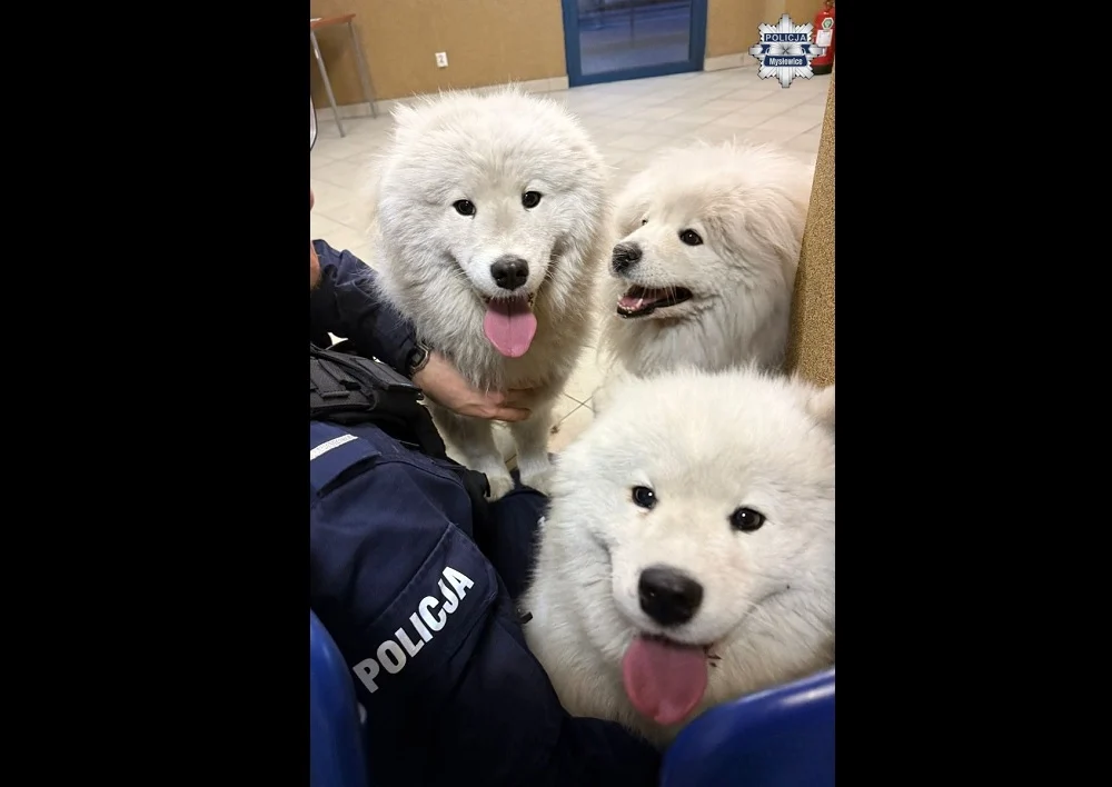 Mysłowicka policja ruszyła na pomoc trzem samojedom. Wróciły do domu tego samego dnia