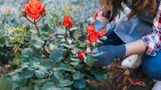 300 sadzonek róż z Rosarium trafi do mieszkańców. Akcja w Parku Śląskim już w sobotę