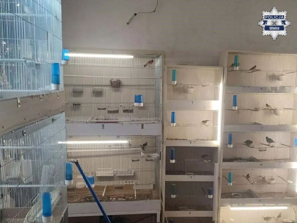 Powiat gliwicki: Nielegalna hodowla ptaków ujawniona. Zabezpieczono 18 zwierząt