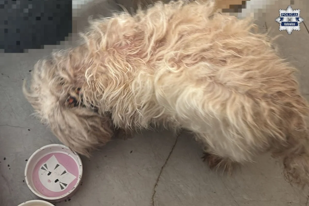 Dwa psy odebrane z mieszkania. Policjanci przeprowadzą postępowanie w sprawie znęcania się nad zwierzętami