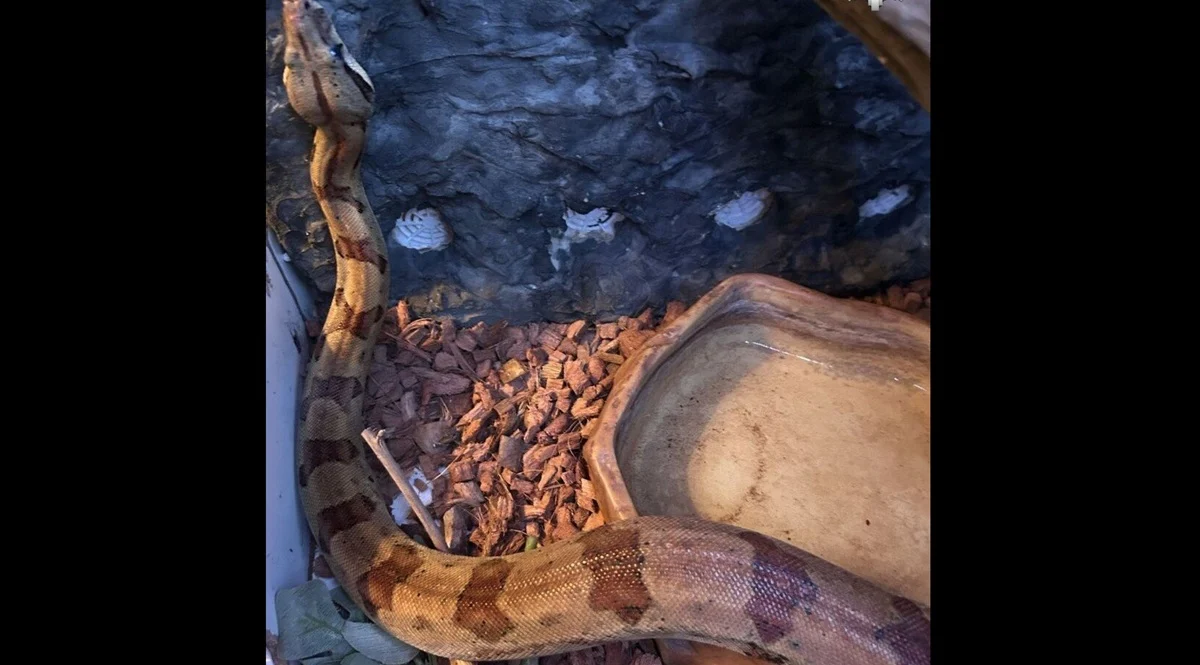 Świętochłowiczanin sprzedawał w Internecie chronionego boa dusiciela. Grozi mu do 5 lat więzienia