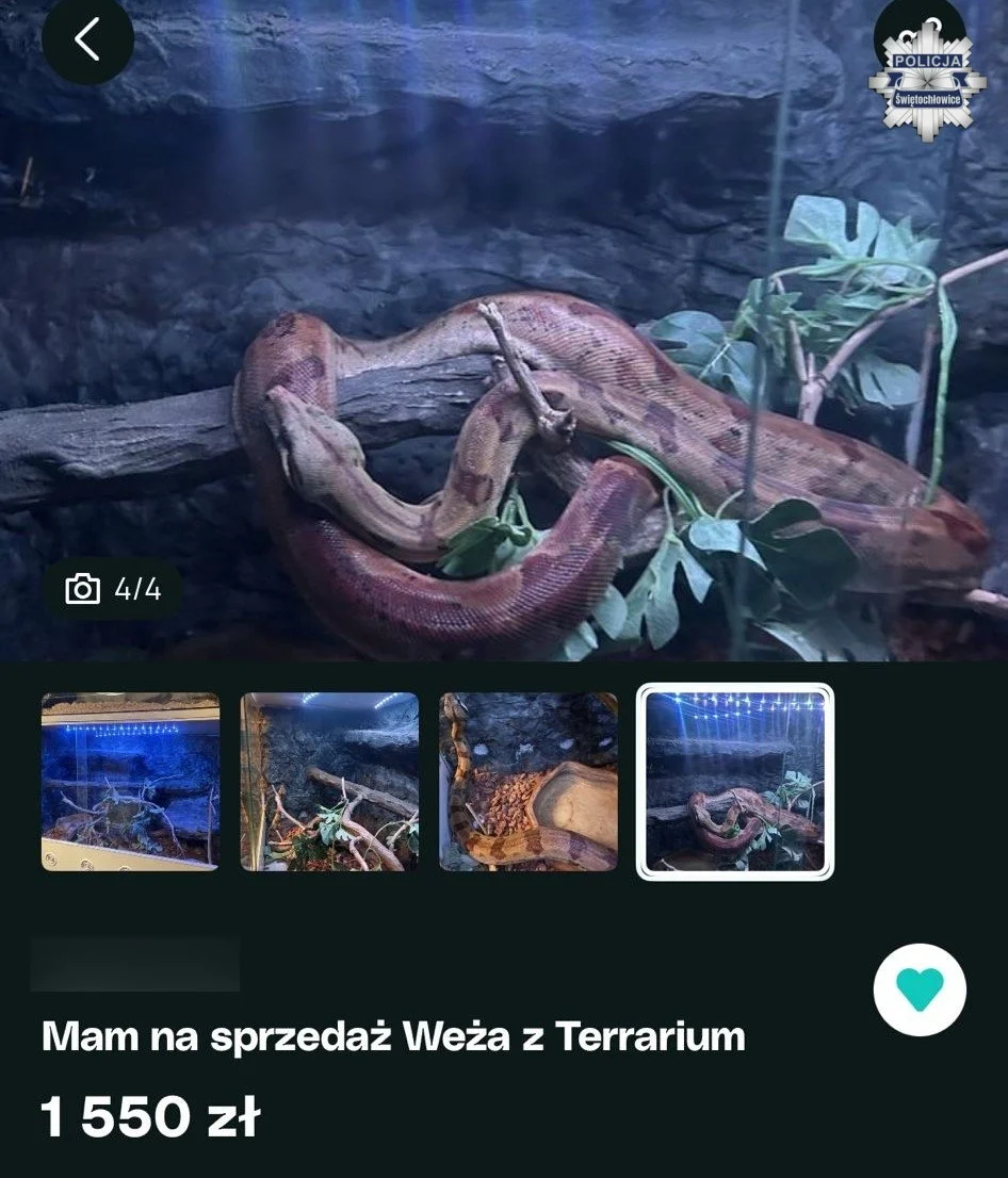 Świętochłowiczanin sprzedawał w Internecie chronionego boa dusiciela. Grozi mu do 5 lat więzienia / fot. KMP Świętochłowice