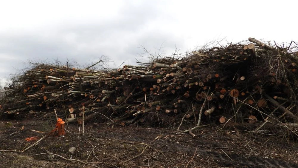 Wycinka drzew w Kochłowicach. Oszczędzono potężną wierzbę z potencjałem na pomnik przyrody