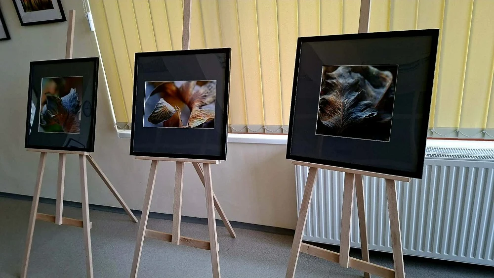 Wystawa fotografii „Paprotka i śladem Ortona po lesie” już otwarta