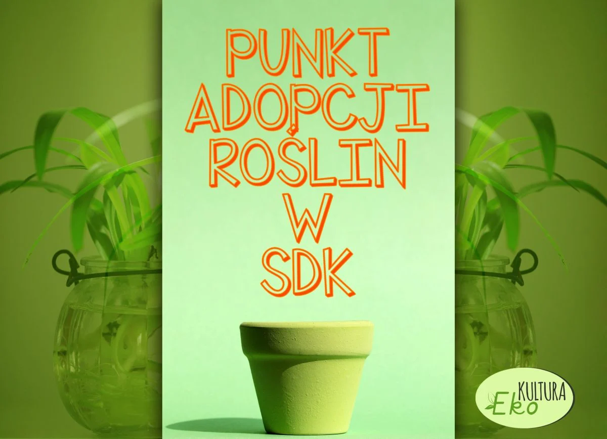 SDK z punktem adopcji roślin. Oddaj lub zabierz roślinę za darmo