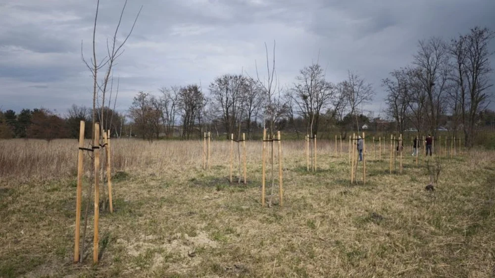Nowe nasadzenia drzew w Rybniku – zakończenie realizacji porozumienia z PGE GiEK S.A.