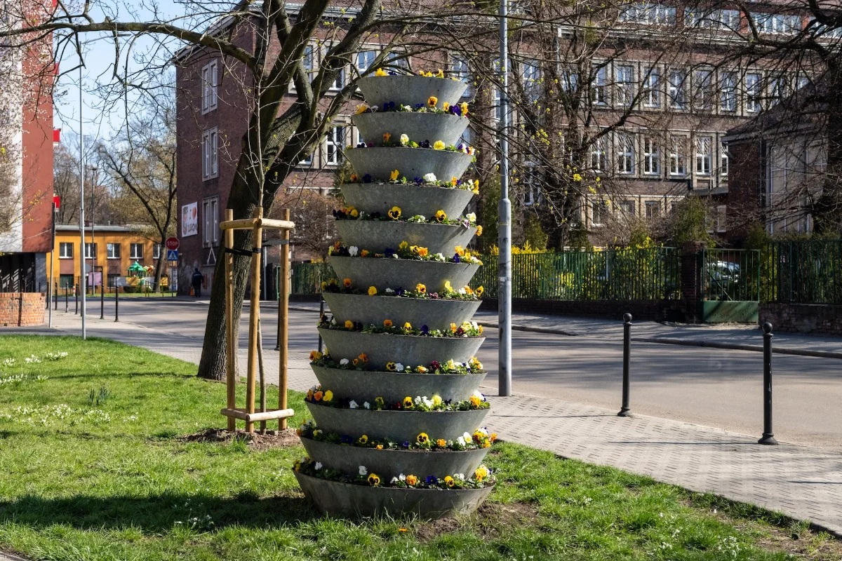 Bytom rozkwita na wiosnę. Bratki i wieże kwiatowe pojawiły się w całym mieście / fot. UM Bytom