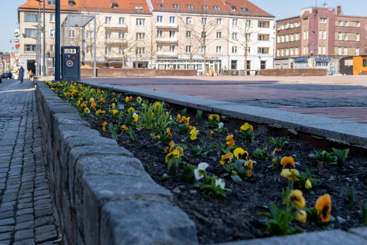 Bytom rozkwita na wiosnę. Bratki i wieże kwiatowe pojawiły się w całym mieście