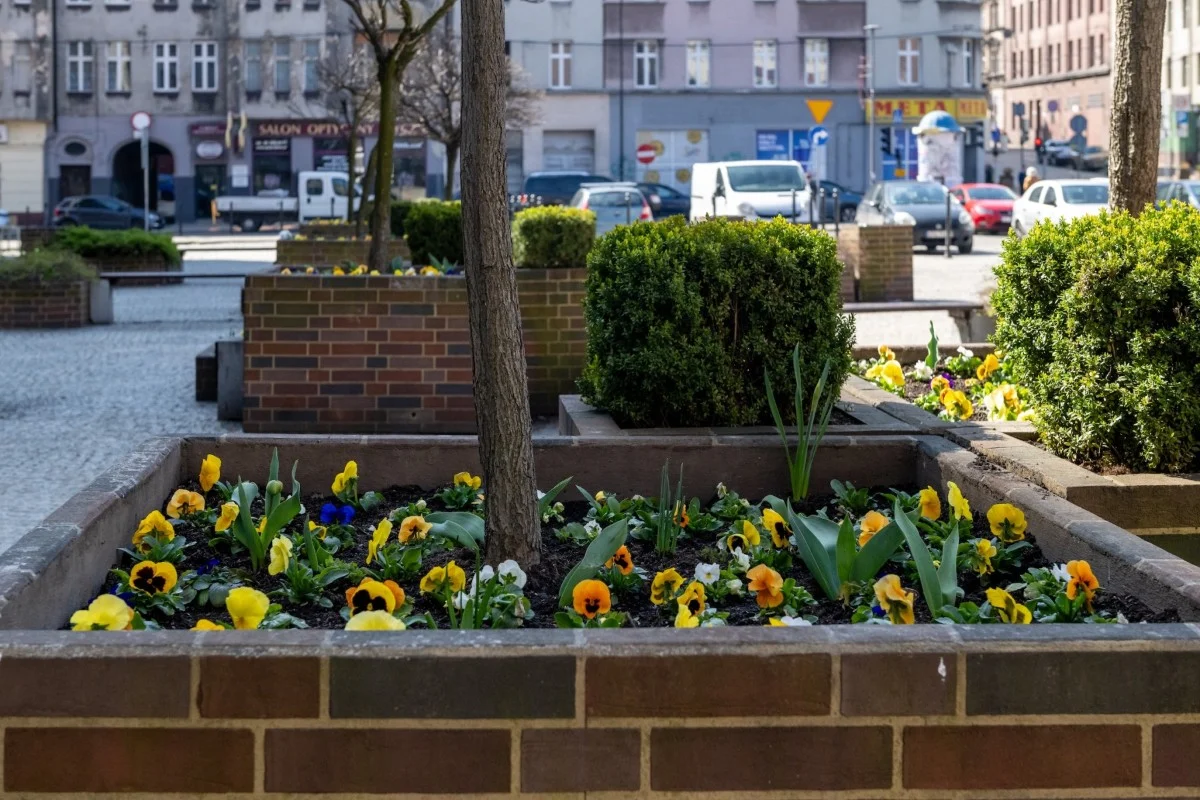 Bytom rozkwita na wiosnę. Bratki i wieże kwiatowe pojawiły się w całym mieście / fot. UM Bytom