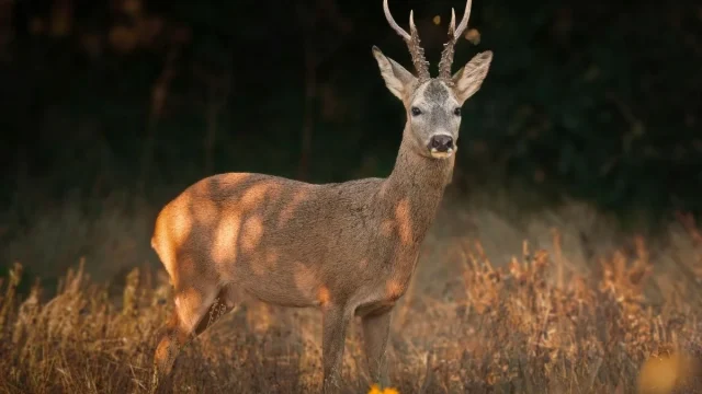 Uważajmy na dzikie zwierzęta – wiosna to czas ich większej obecności przy drogach