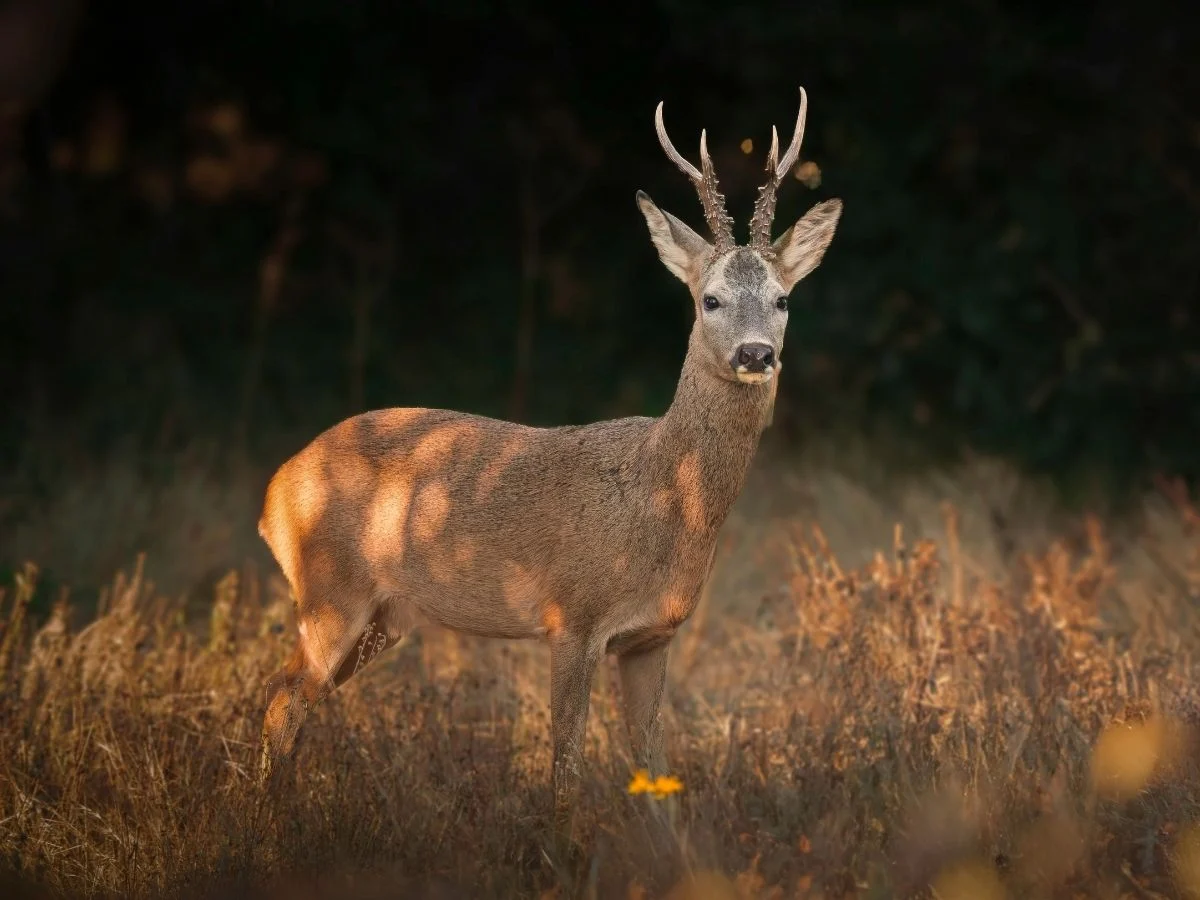 Uważajmy na dzikie zwierzęta – wiosna to czas ich większej obecności przy drogach