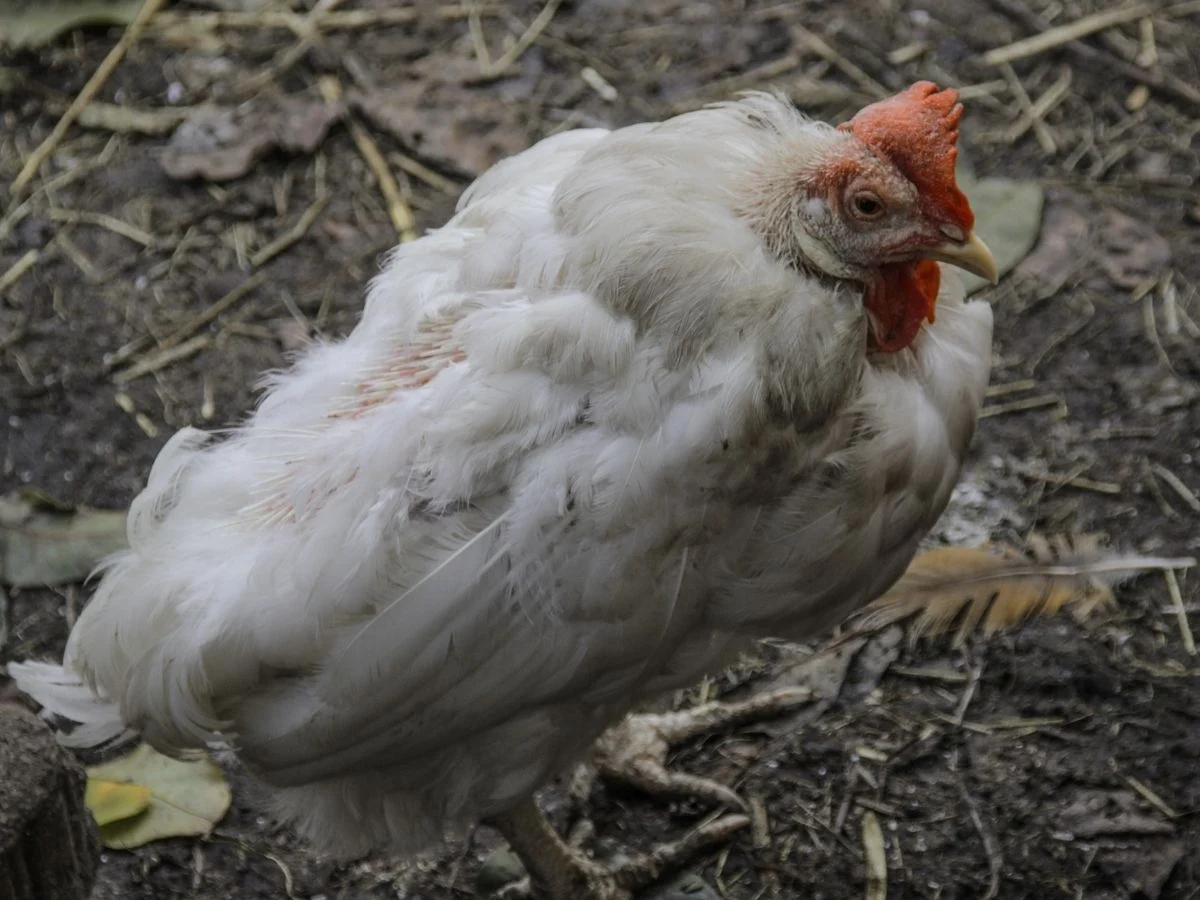 Ognisko rzekomego pomoru drobiu w Mikołowie. Część Zabrza objęta ograniczeniami