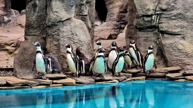 Dzień Pingwina w Śląskim ZOO – rodzinne święto jednych z najbardziej lubianych mieszkańców ogrodu