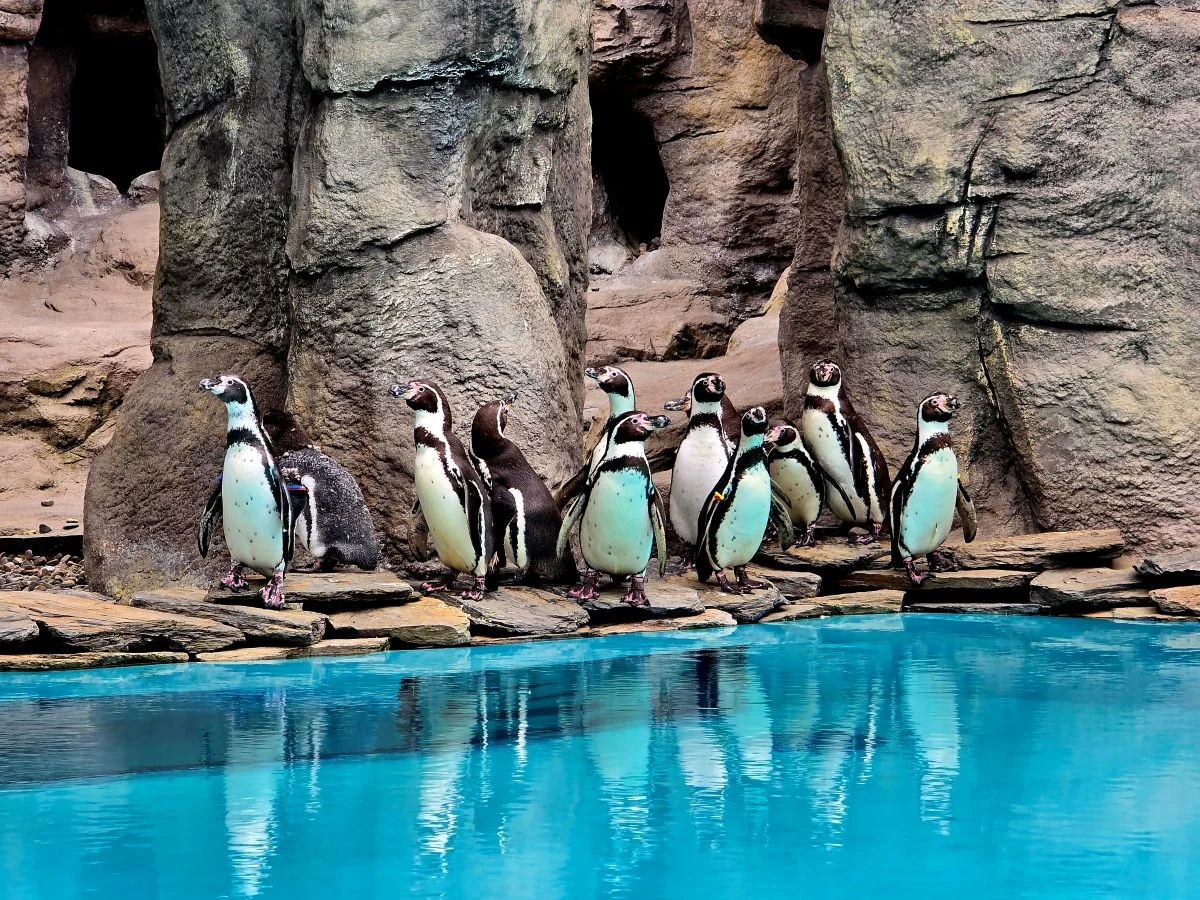 Dzień Pingwina w Śląskim ZOO – rodzinne święto jednych z najbardziej lubianych mieszkańców ogrodu