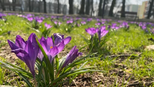 Tysiące bratków i kolejne nasadzenia w Rudzie Śląskiej. Miasto wchodzi w wiosenny sezon zieleni